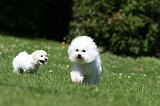 BICHON FRISE 572